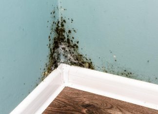 how do i get rid of black mold in my shower hose